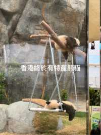 🐼💖【海洋公園雙胞胎熊貓BB全攻略】家姐萌到犯規！細佬招牌「熊貓癱」攻陷全港姨母心💖🐼  