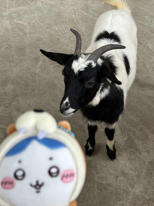 苗栗的童萌農場🐑大人小孩都適合來的地方