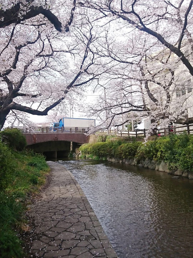 Chasing Sakura at Nikaryo Stop