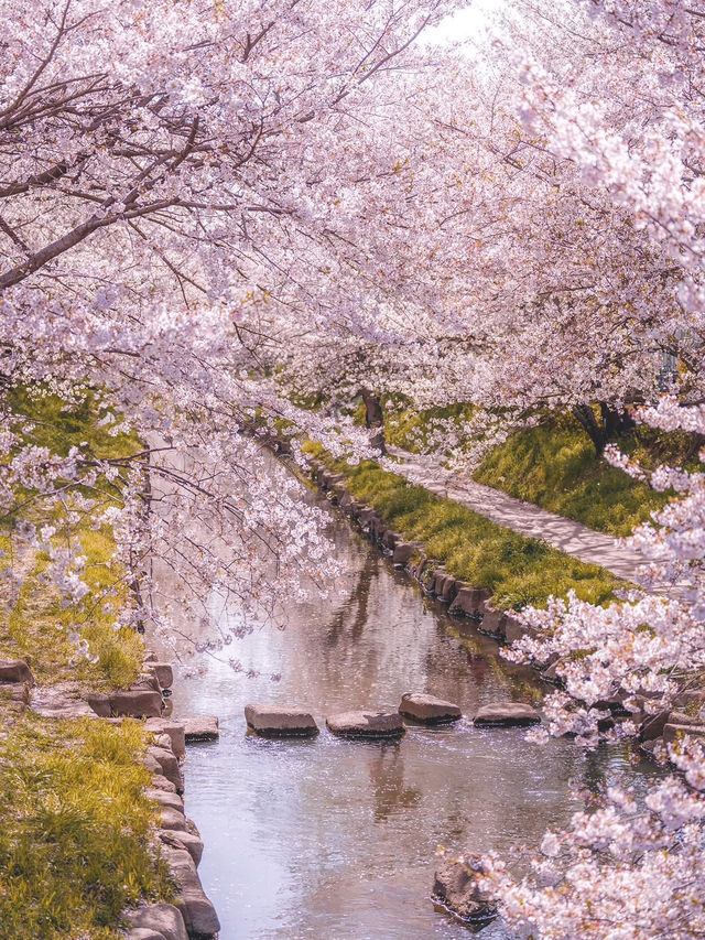 Chasing Sakura at Motoara River