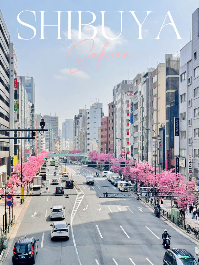 【さくら2025】行かなきゃ損！ピンク色に染った渋谷🌸🌸🌸