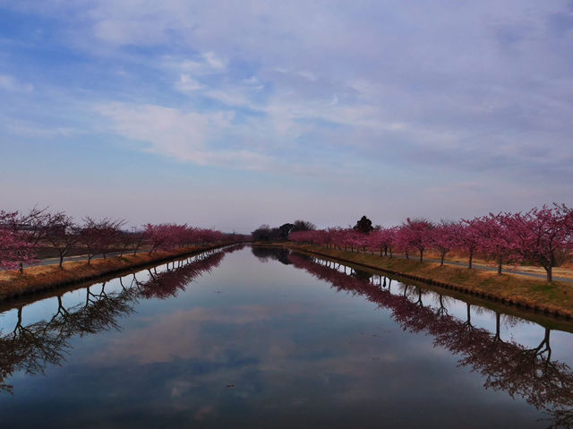 Chasing Sakura at Kasamatsu Kawazu Road, Mie