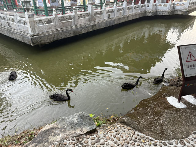  珠海圓明新園旅遊攻略