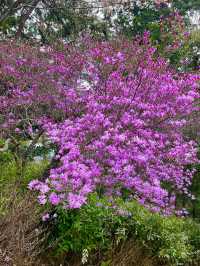 Spring Trekking at Mt. Takao: A Flower-Filled Adventure🌸