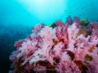 สำรวจ Dive site เกาะพระทอง