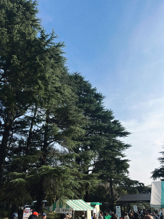 도쿄 벚꽃 명소 꽃놀이🌸