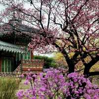 UNSECO TREASURE IN SEOUL | CHANGDEOKGUNG PALACE