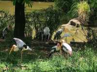 #珍珠野生動物園（Vinpearl Safari Phu Quoc）-越南富國島