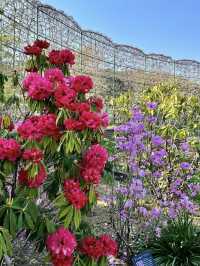 Spring Day Trip to Ashikaga Flower Park