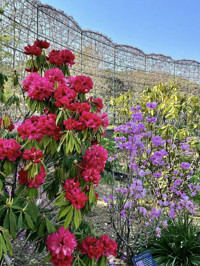 Spring Day Trip to Ashikaga Flower Park