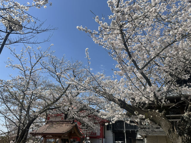 神秘的地方～櫻吹雪🌸