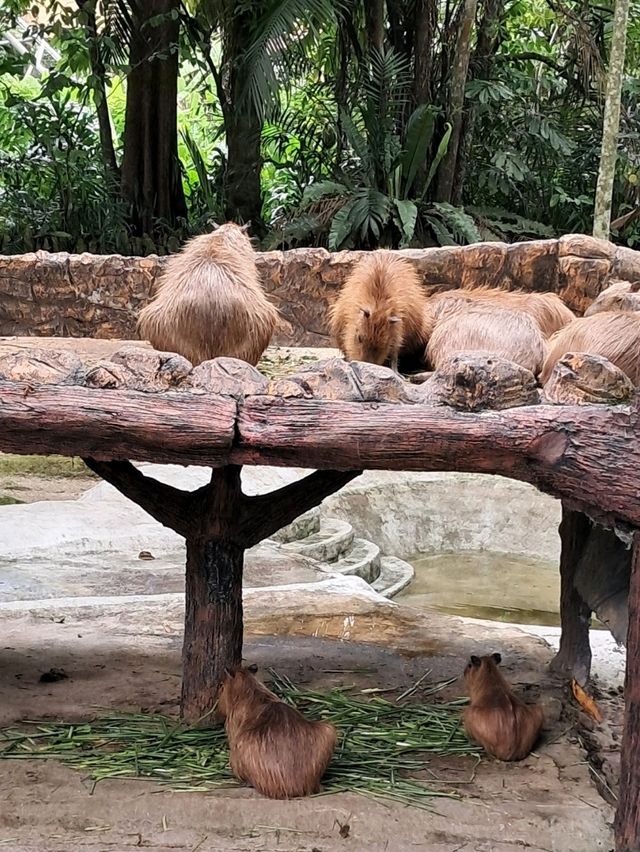 Roars, Paws & Jungle Laws – A Day at Zoo Negara