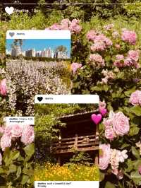 Silgaecheon in Bloom: Spring Colors by the Flowing Stream