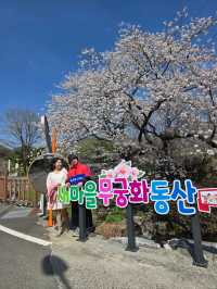 청도 레트로 마을의 낭만적 벚꽃여행🌸