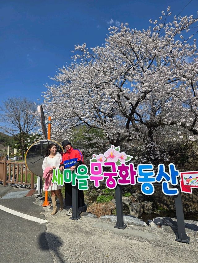 청도 레트로 마을의 낭만적 벚꽃여행🌸