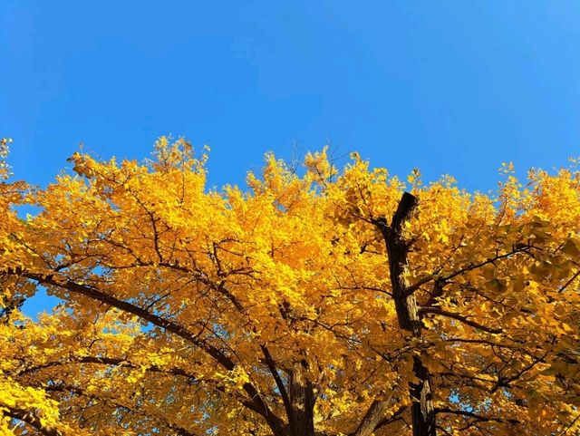 도심 속 고요함, 대련 노동공원 산책