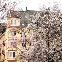🌸 & Bliss at Idaplatz!Sakura Dreams in the Heart of the City