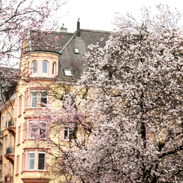 🌸 & Bliss at Idaplatz!Sakura Dreams in the Heart of the City