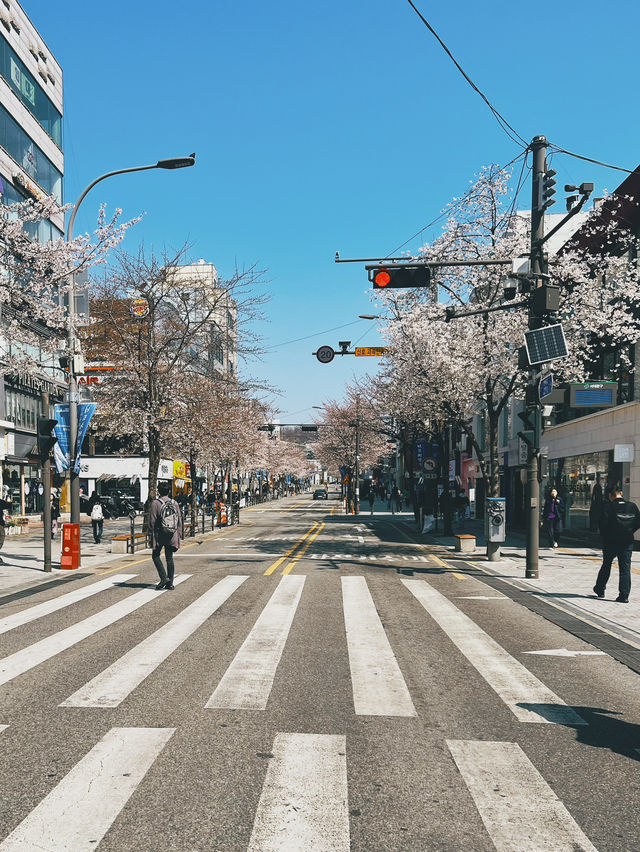 April Blooming in Seoul and in Soul🌸🌸