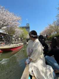 柳川🇯🇵北九州河川櫻花小鎮🌸