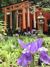 First Blooms of Spring at Goryo Shrine (Kamigoryo Shrine)