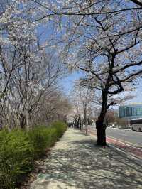 Cherry blossom in Seoul
