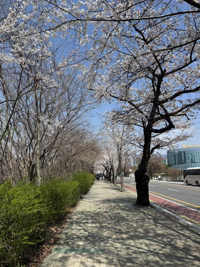 Cherry blossom in Seoul