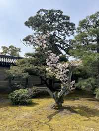 다양한 종류의 벚꽃🌸을 보고 싶다면 무조건 니조성 🏯 元離宮二条城