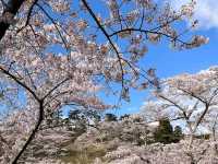 櫻花、海洋、松樹交織的絕景：仙台松島-西行戾之松公園