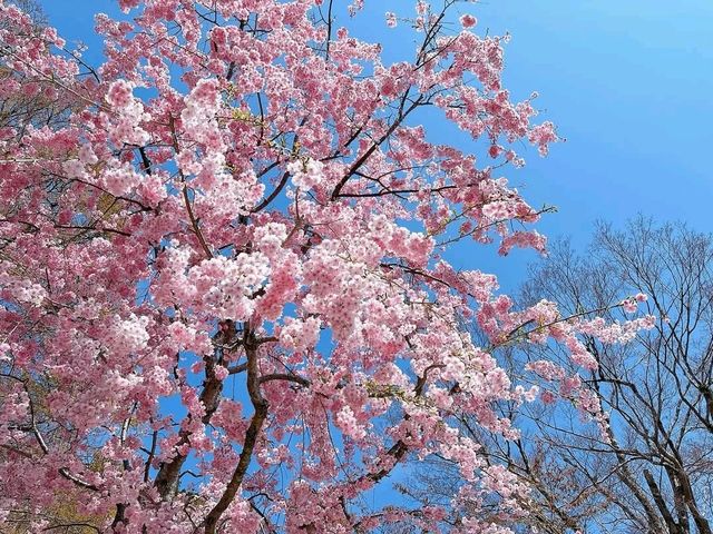 尾勝寺-櫻花與達摩不倒翁，大阪近郊賞櫻。