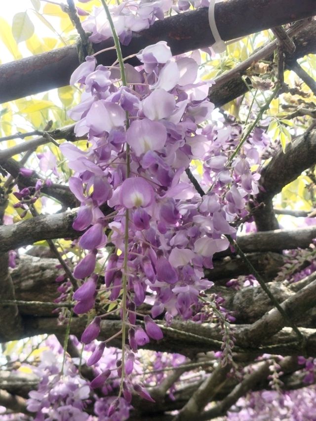 紫藤花開