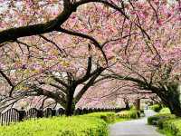 まだ間に合う！遅咲きの八重桜