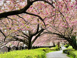 Still in Time! Late-Blooming Double Cherry Blossoms