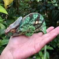 Réserve Peyrieras Madagascar Exotic｜近距離認識馬達加斯加生物