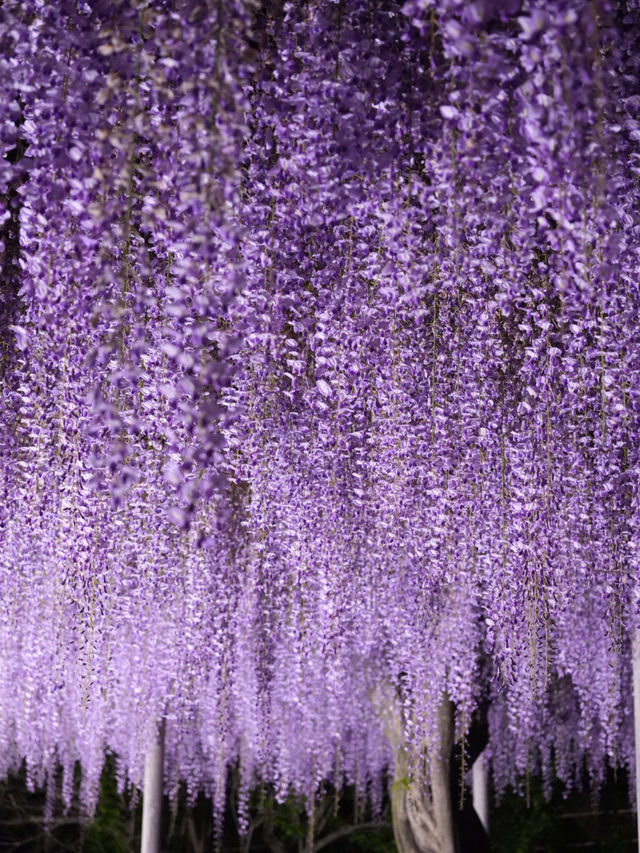 【栃木】一生に一度は見てみたかった藤の絶景スポット