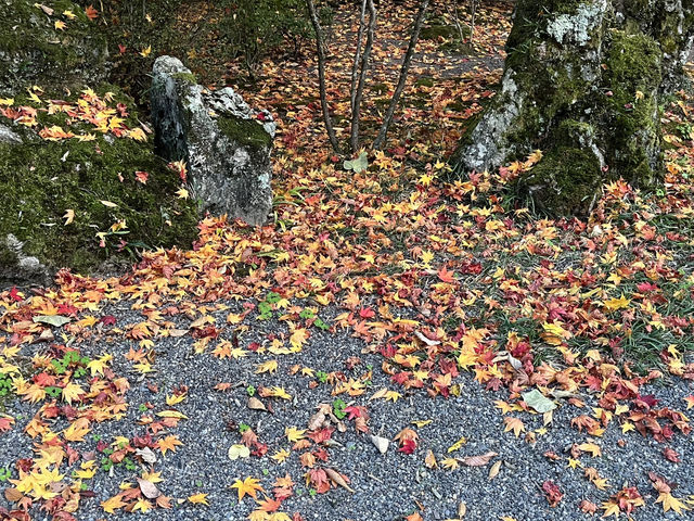 興禅寺の看雲庭と紅葉