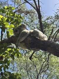 野生のコアラに遭遇🐨❤️✨