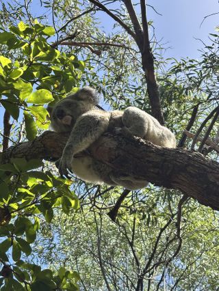 Encountering a wild koala 🐨❤️✨