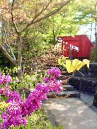 Spring Bliss at Hattasan Soneiji – Pink Moss in Full Bloom!