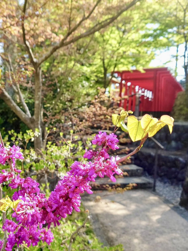 Spring Bliss at Hattasan Soneiji – Pink Moss in Full Bloom!