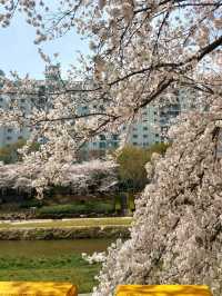 CHERRY BLOSSOMS IN FULL GLORY, THE MOST SWEETEST MOMENT