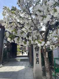 福岡櫻花富翁