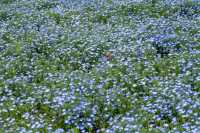 Experience with Nemophila and Double Cherry Blossoms at Showakinen Park, Tachikawa
