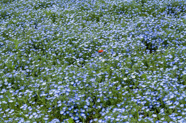Experience with Nemophila and Double Cherry Blossoms at Showakinen Park, Tachikawa