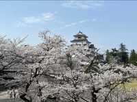 Tsuruga Castle Park Cherry Blossoms – Fukushima’s Pink Samurai Stronghold