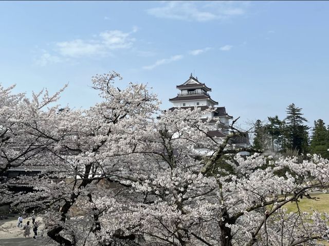 Tsuruga Castle Park Cherry Blossoms – Fukushima’s Pink Samurai Stronghold