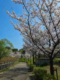 Iwagaike Park 🌷🪻🌸
