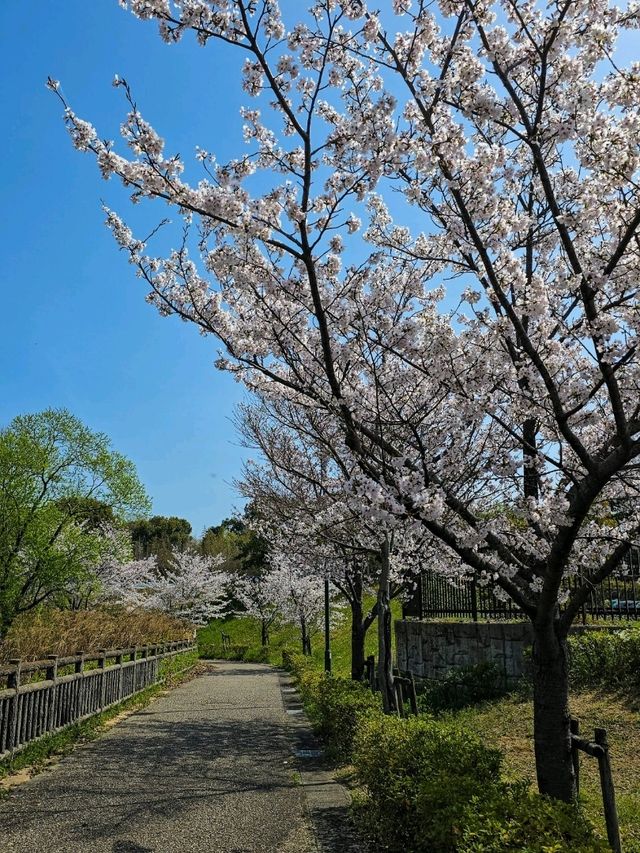 Iwagaike Park 🌷🪻🌸