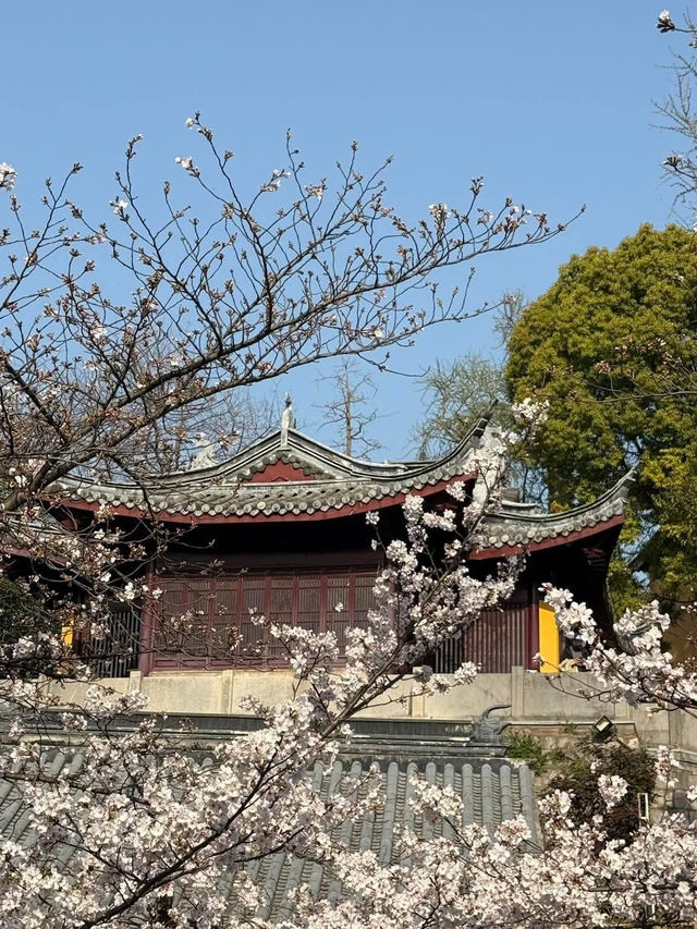 “Petals and Prayers: The Sacred Bloom of Jiming Temple”