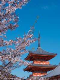 Spring Beneath the Stage: Kiyomizu-dera in Full Bloom